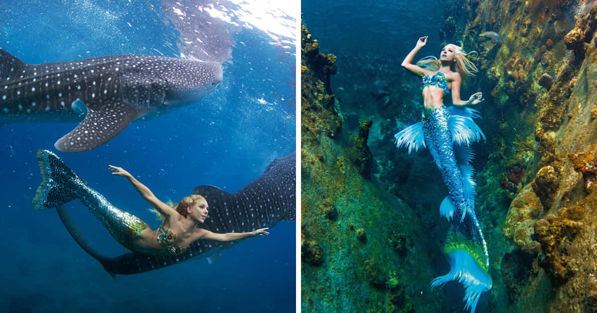 Mermaids 桌布 壁紙 — 美人魚在珊瑚礁附近的清澈藍色海洋中優雅地游在一條巨大的鯨鯊旁邊。