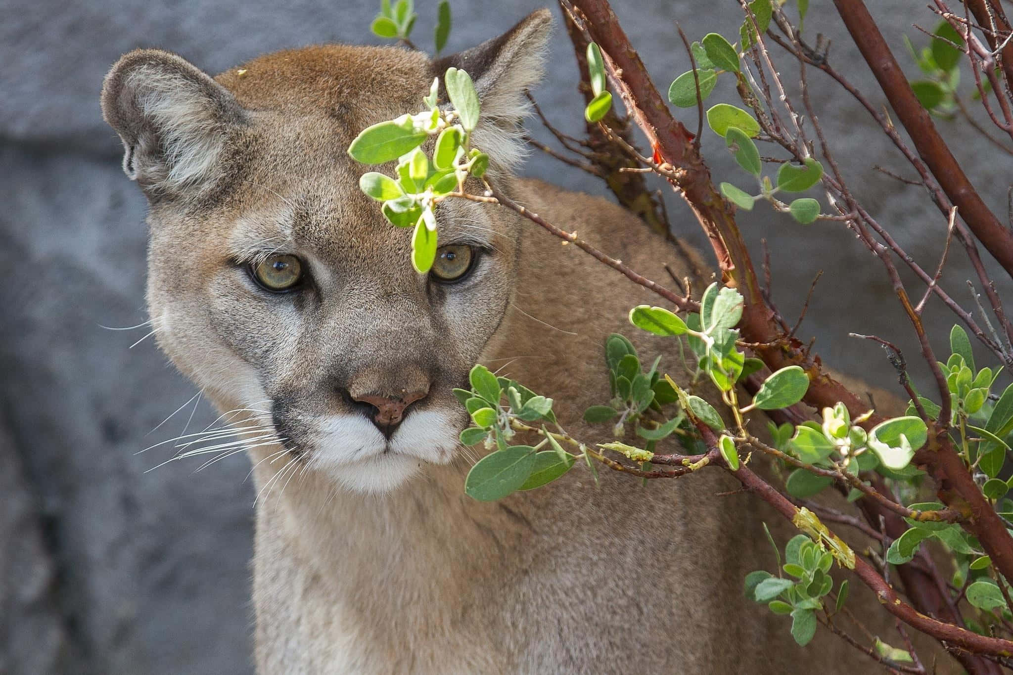 Puma 桌布 壁紙 — 美洲獅的特寫，擁有銳利的綠色眼睛，透過綠色樹葉和微紅的樹枝窺視，背景是灰色岩石。