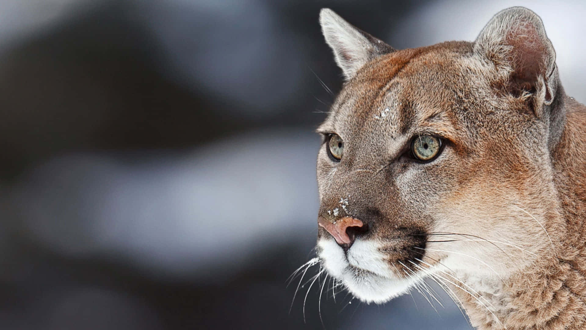 Puma 桌布 壁紙 — 美洲獅的特寫，雪花落在牠的口鼻上，在模糊的雪景背景下專注地凝視。