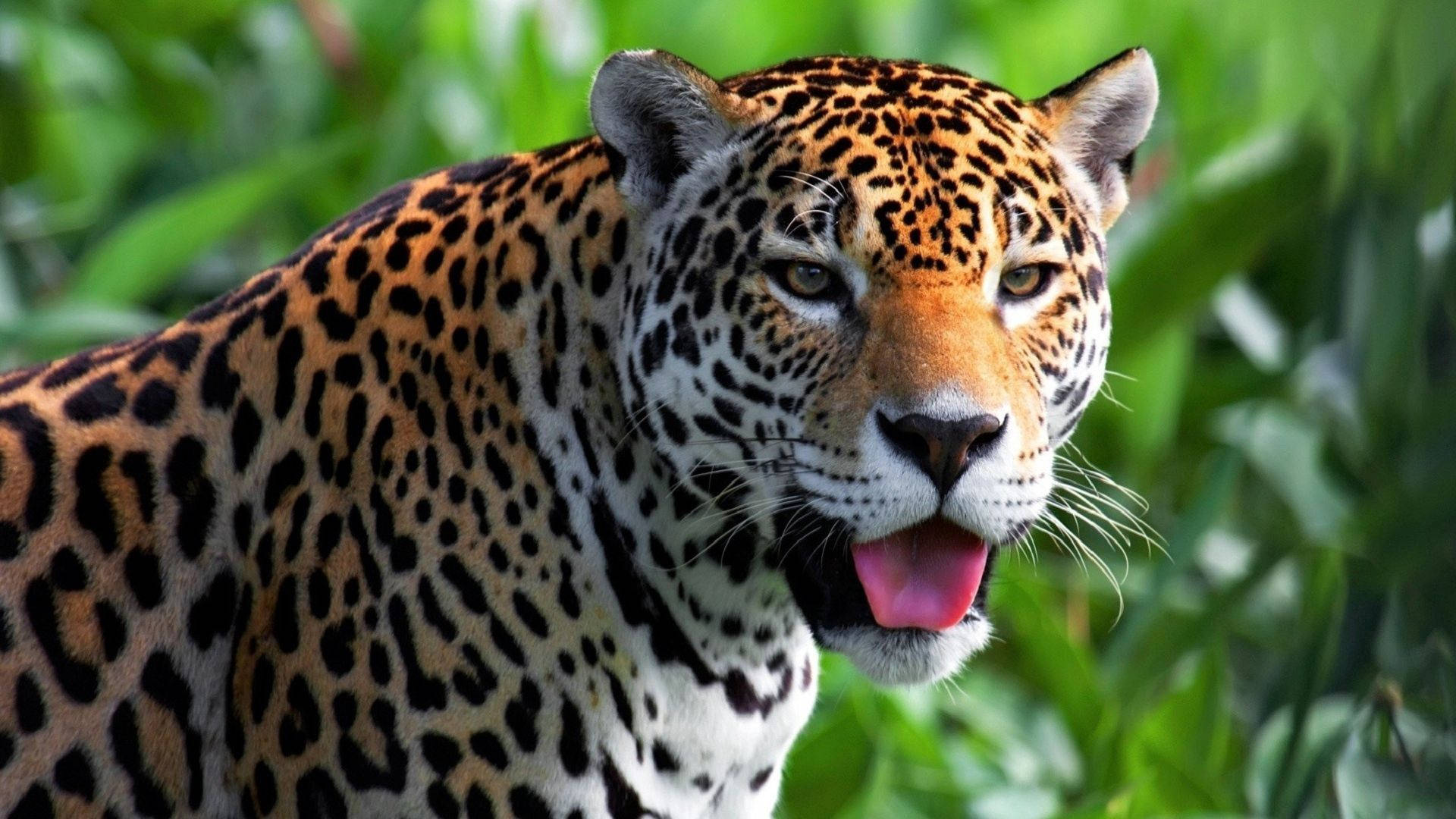Jaguar 桌布 壁紙 — 美洲豹伸出舌頭，透過茂密的綠色樹葉凝視的特寫。