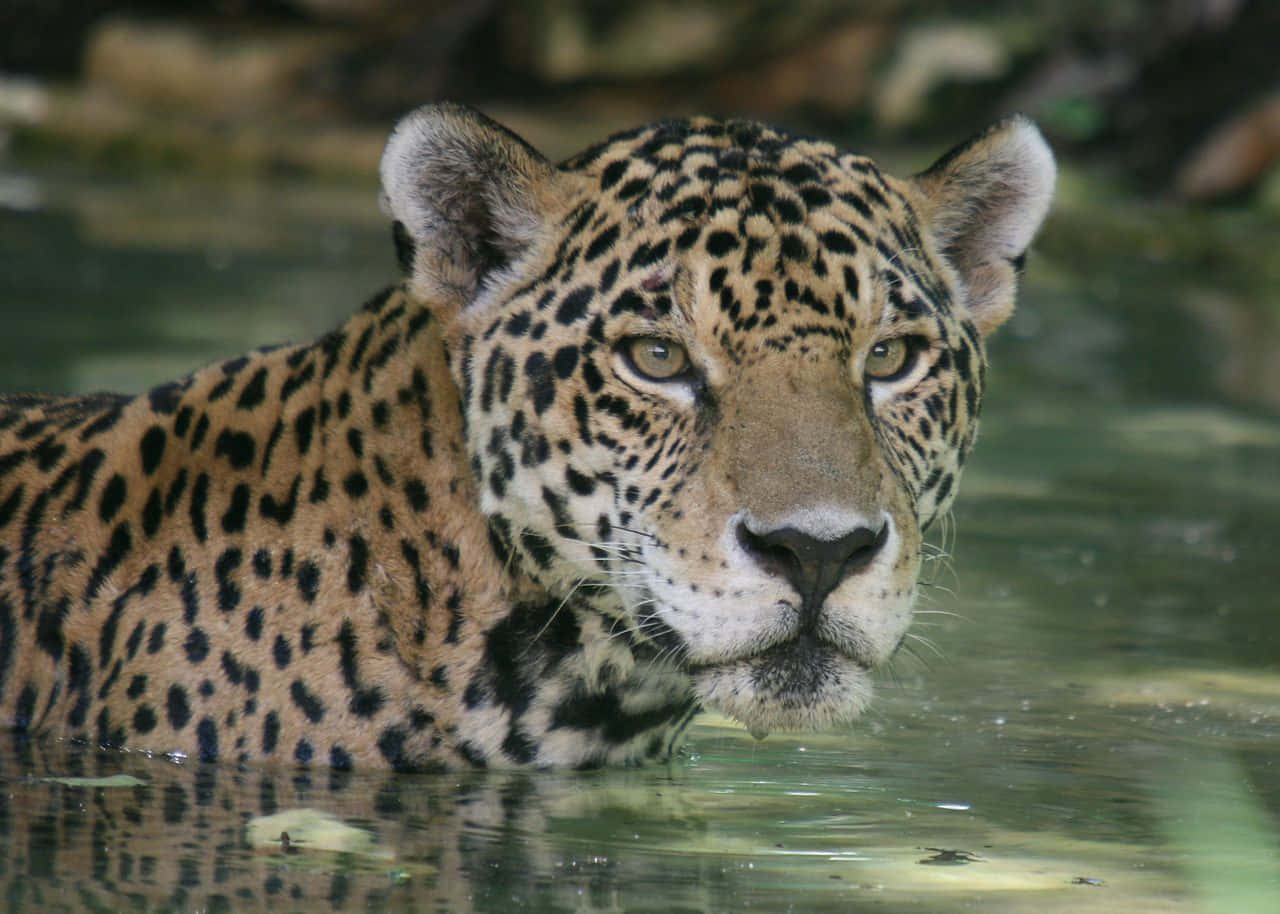 Jaguar 桌布 壁紙 — 美洲豹特寫，金色眼睛和斑點皮毛從渾濁的綠色水中浮現。