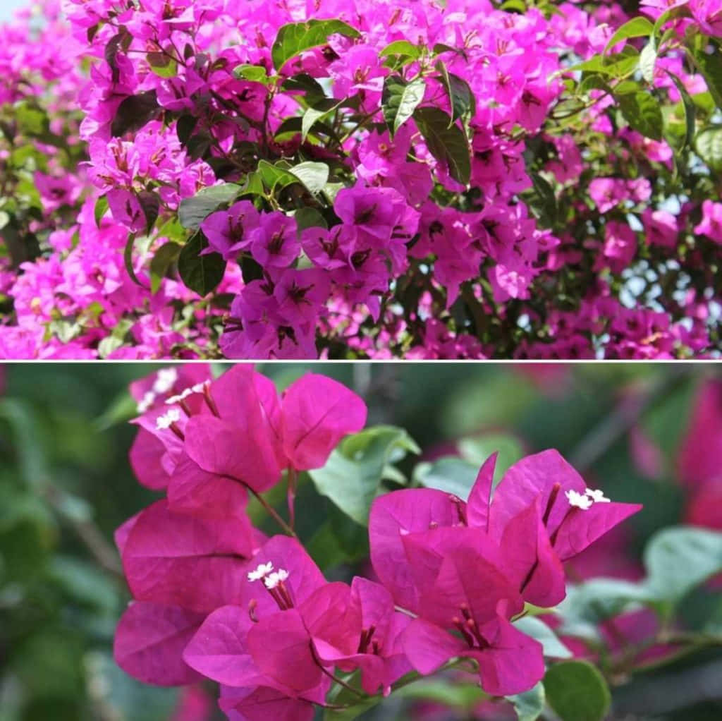 美麗的粉紅、紅與白色九重葛花 壁紙