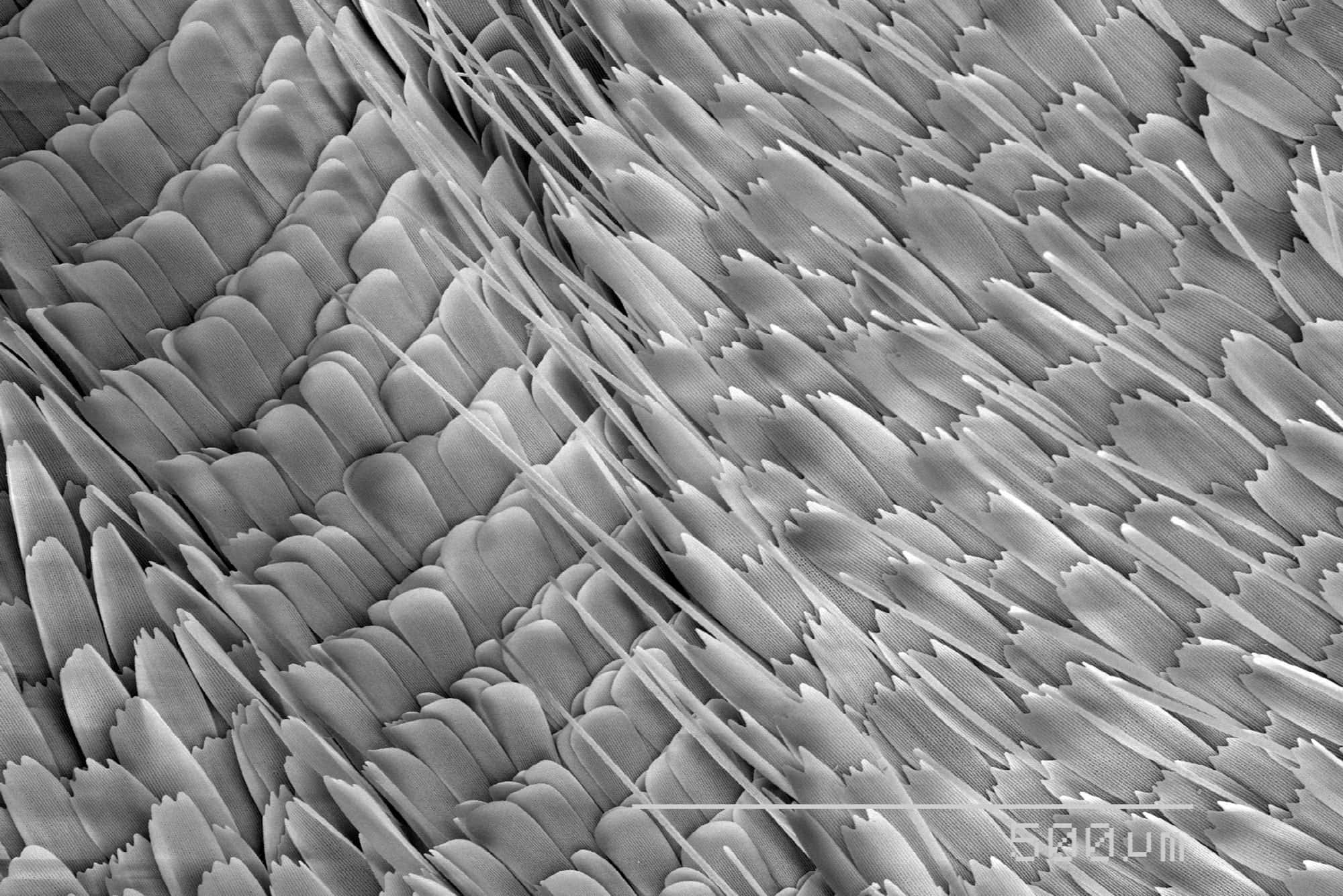 Microscopic 桌布 壁紙 — 羽毛羽枝密集重疊、細絲向外輻射的單色顯微圖像。