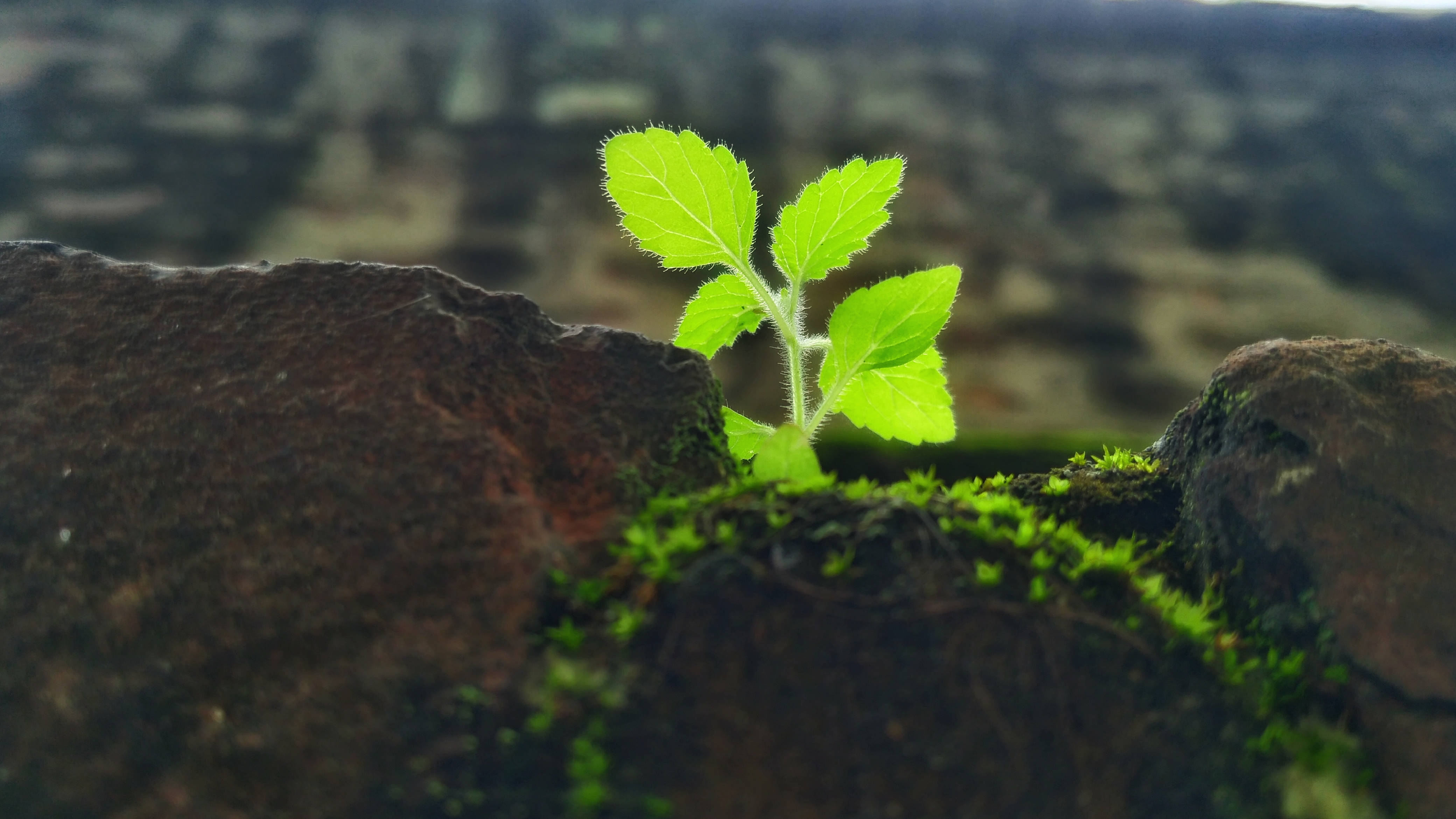 Plant Aesthetic 桌布 壁紙 — 翠綠嫩芽從長滿苔蘚的岩石間冒出，特寫自然鏡頭。