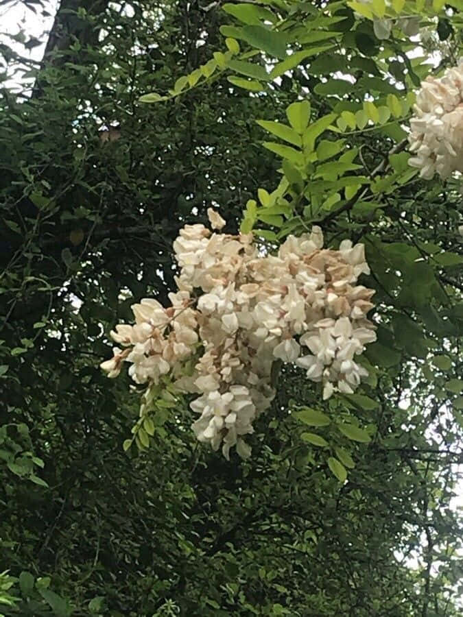 Black Locust 桌布 壁紙 — 翠綠樹枝上簇生的白色嬌嫩花朵特寫。