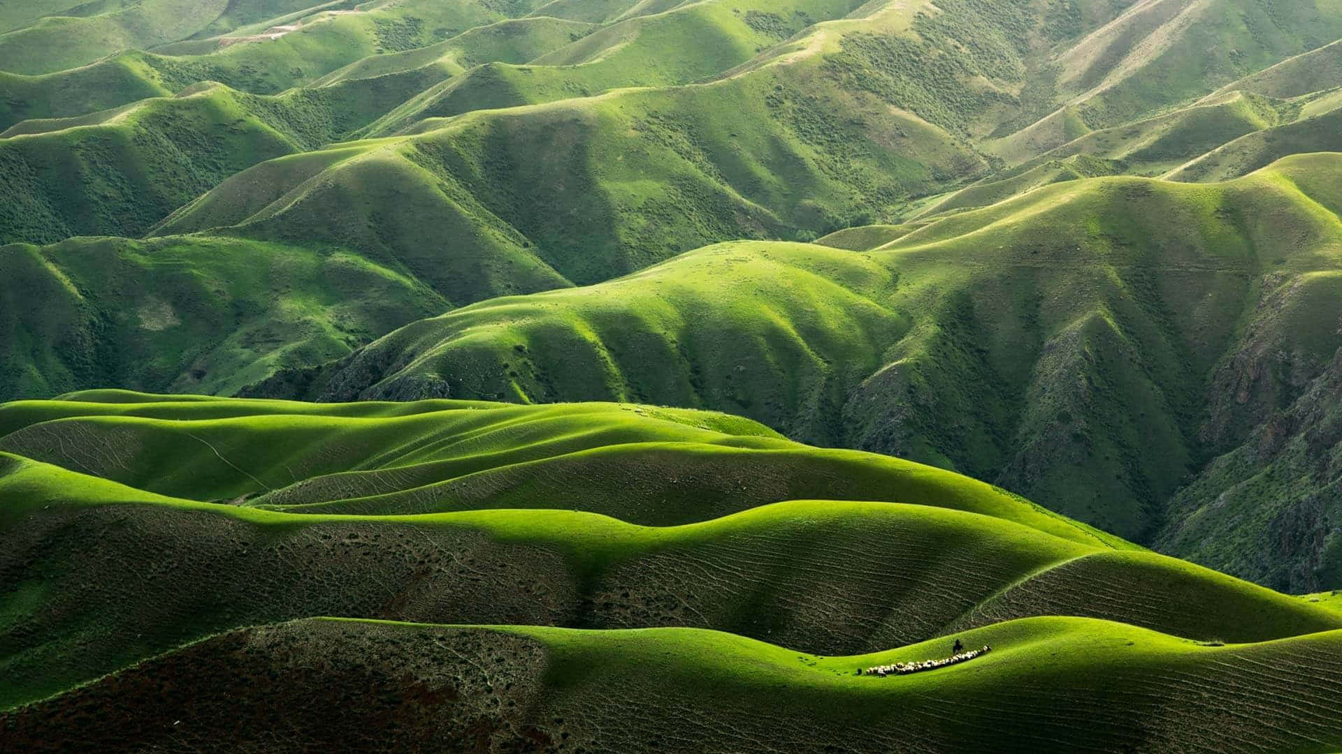 hill view 桌布 壁紙 — 翠綠的山丘在金色陽光下無盡延伸，山谷中有一小群牲畜在吃草。