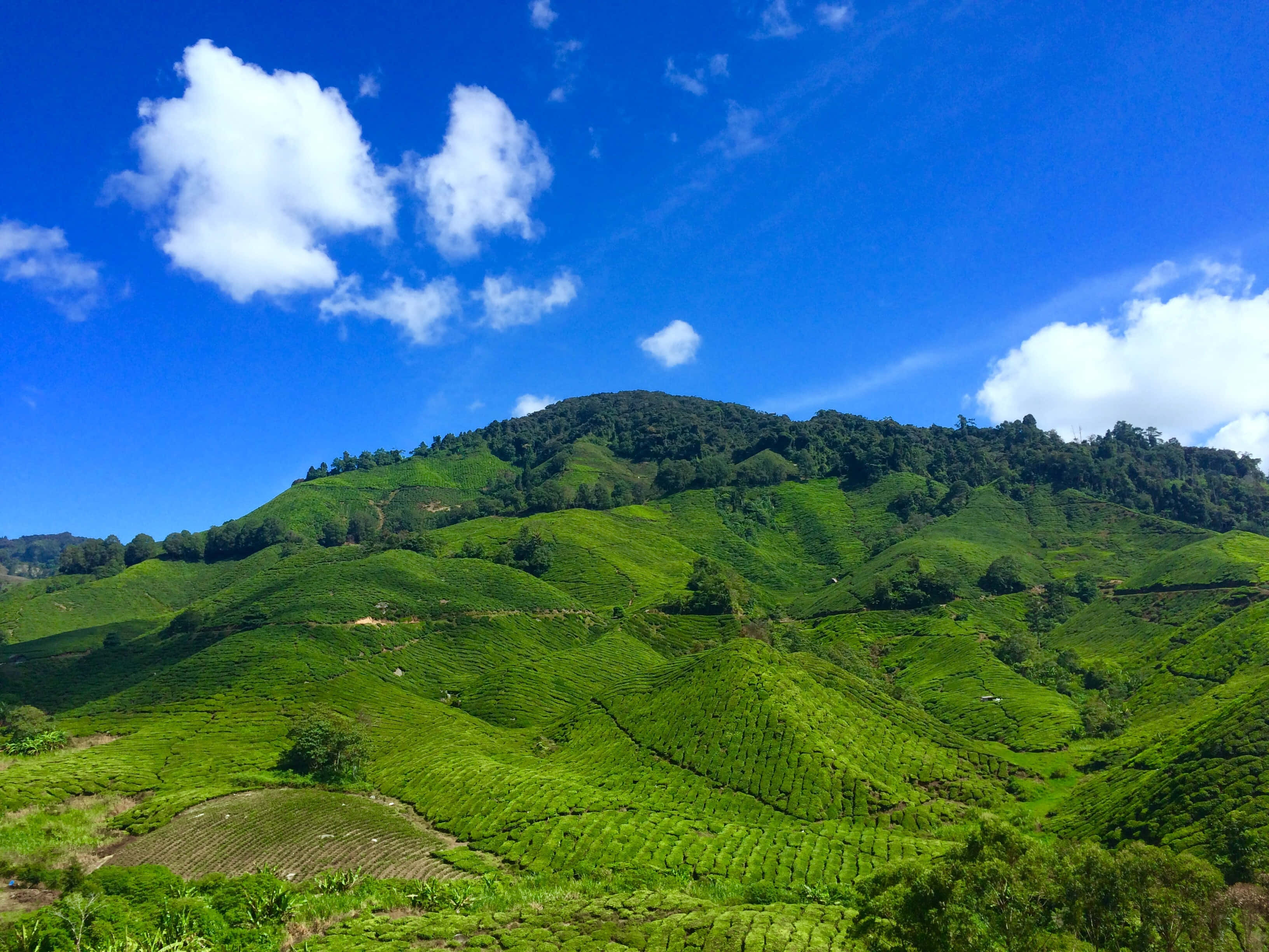 風景 桌布 壁紙 — 翠綠的茶園梯田在陽光普照的山丘上蜿蜒而上，頭頂是湛藍的天空和蓬鬆的白雲。