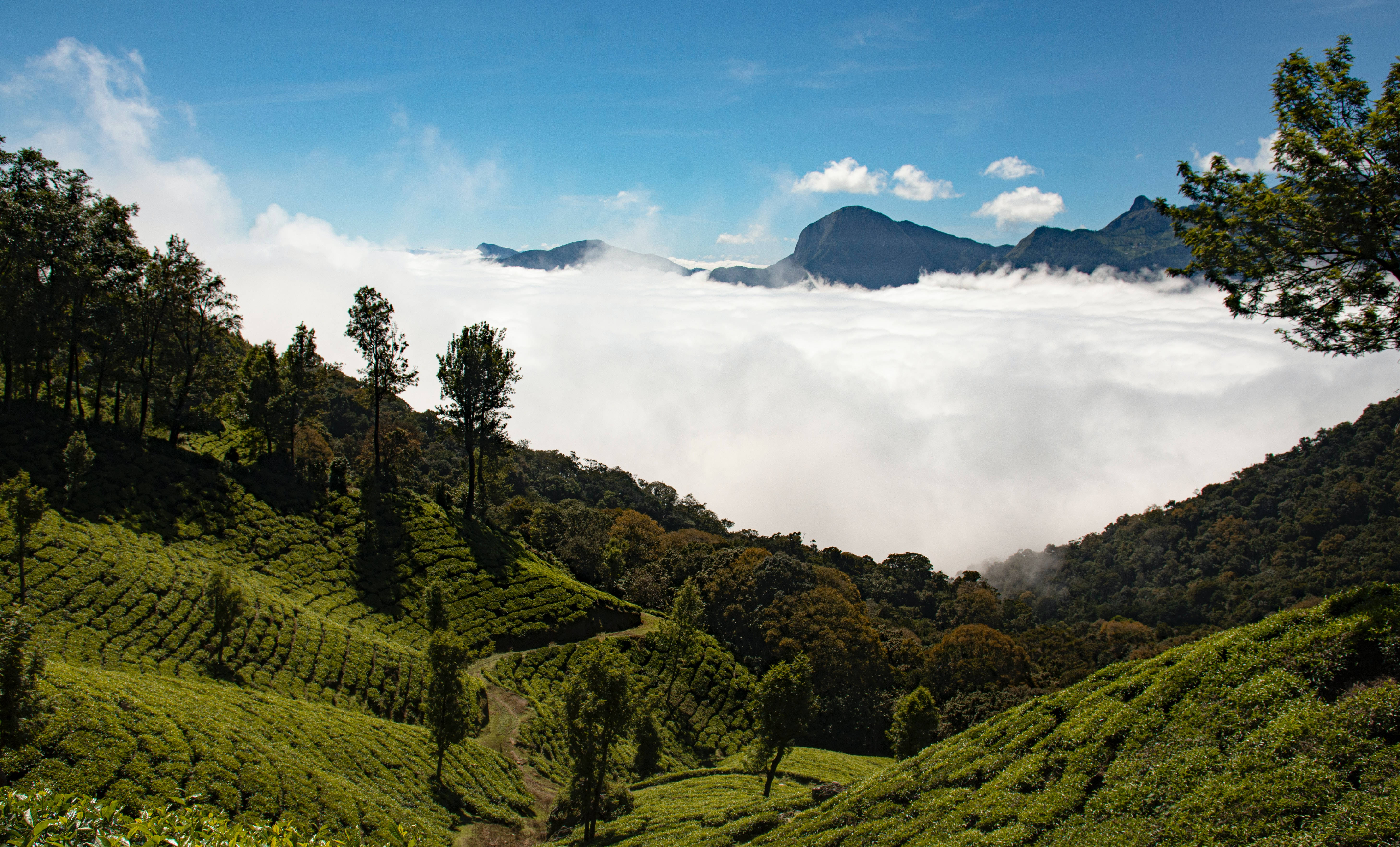 tea 桌布 壁紙 — 翠綠的茶園梯田沿著山坡層層疊疊，在雲海之上，遠山在清澈的藍天下。