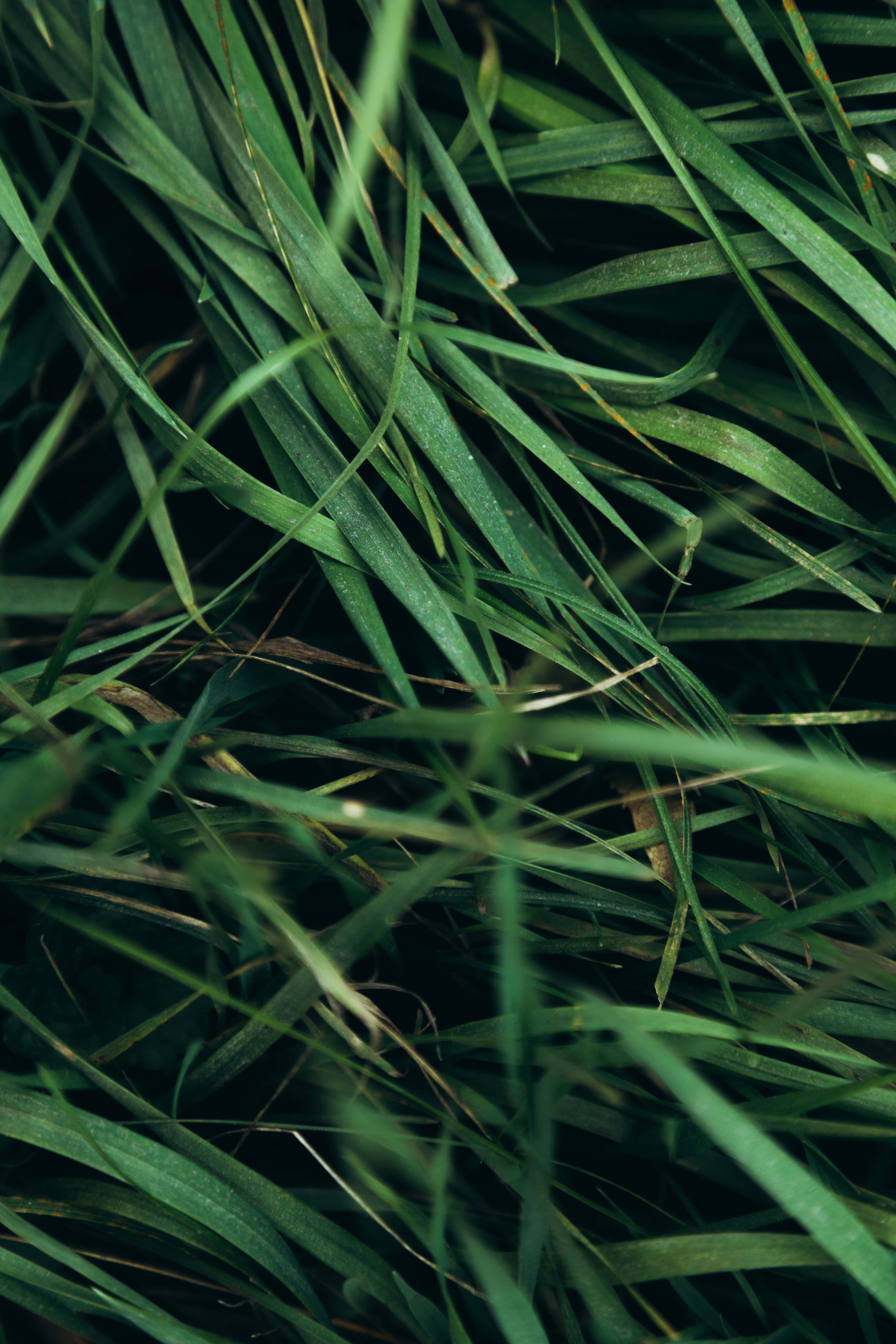 Grass 桌布 壁紙 — 翠綠茂密草葉的特寫，露珠在柔和自然光下閃閃發光。