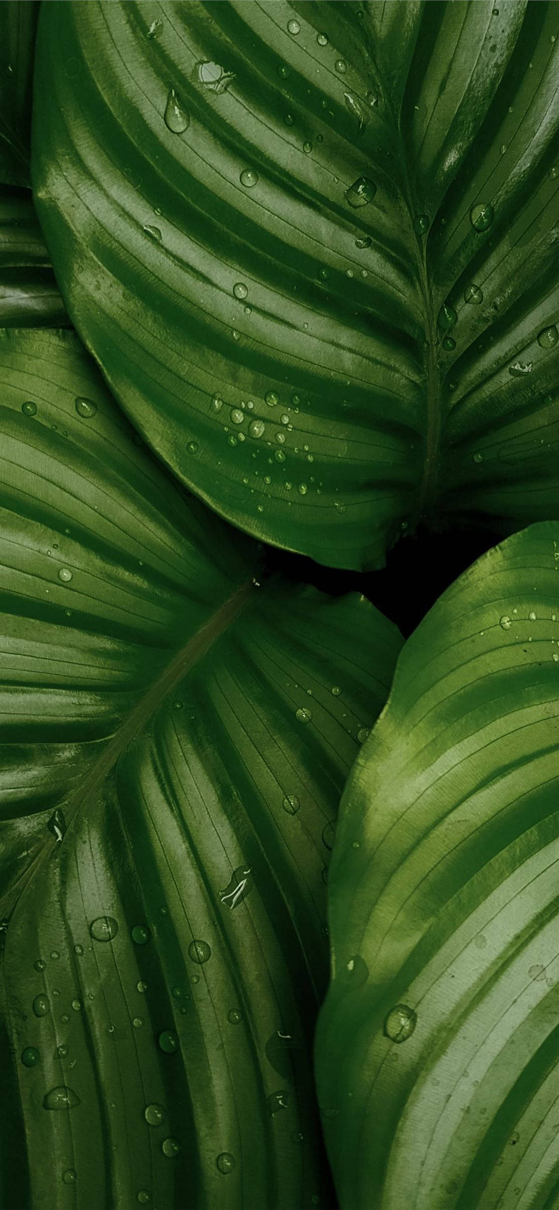 Leaves 桌布 壁紙 — 翠綠茂盛葉片的特寫，帶有閃爍的水珠，捕捉柔和光線。