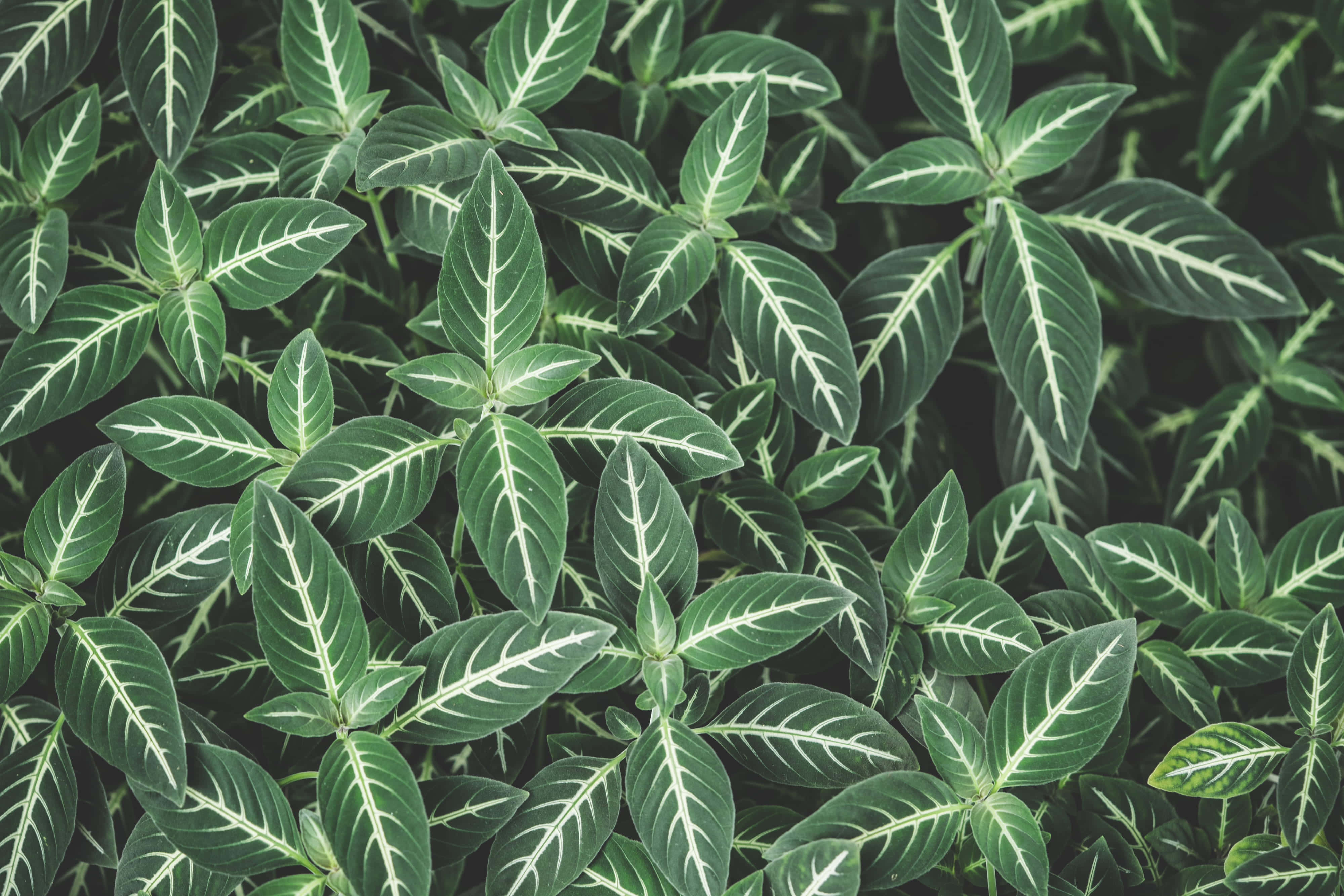 Green Leaves 桌布 壁紙 — 翠綠葉片特寫，白色葉脈突出，形成密集的自然圖案。