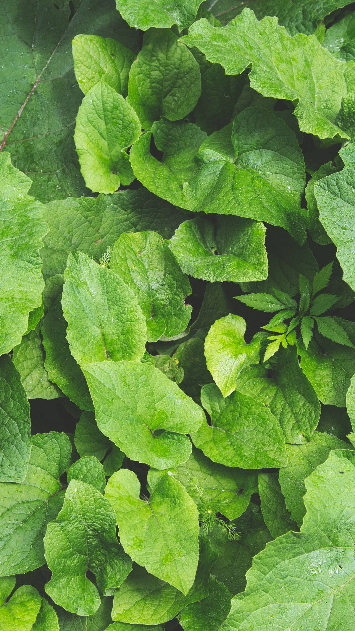 Green Leaves 桌布 壁紙 — 翠綠葉片的特寫，水滴在柔和自然光下閃閃發光。