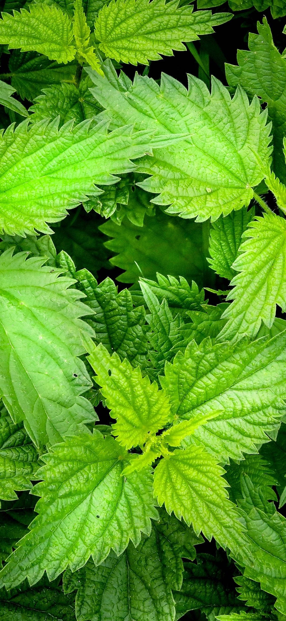 Plant Aesthetic 桌布 壁紙 — 翠綠蕁麻葉的特寫，葉緣呈鋸齒狀，葉脈清晰可見。