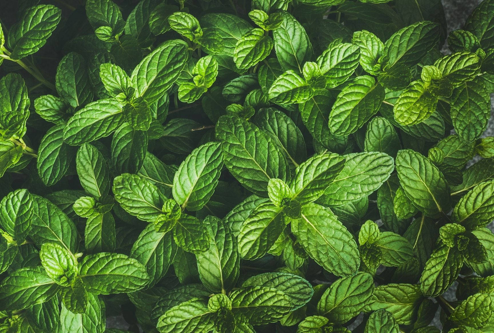 Green Leaves 桌布 壁紙 — 翠綠薄荷葉的特寫，細節清晰的葉脈和自然陰影。