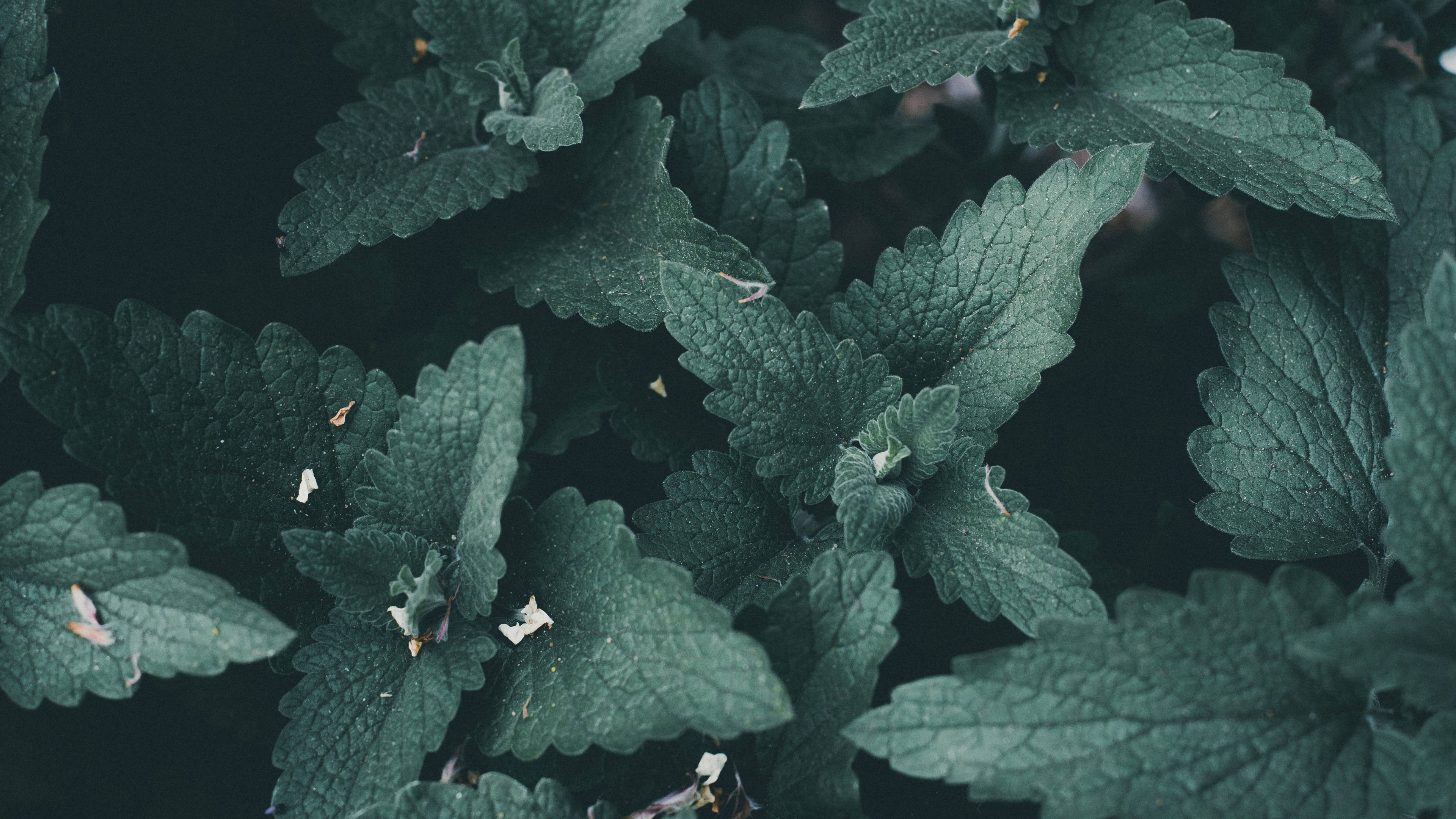 Plant Aesthetic 桌布 壁紙 — 翠綠薄荷葉的特寫，葉緣呈鋸齒狀，帶有細小的白色花朵，背景為深色。