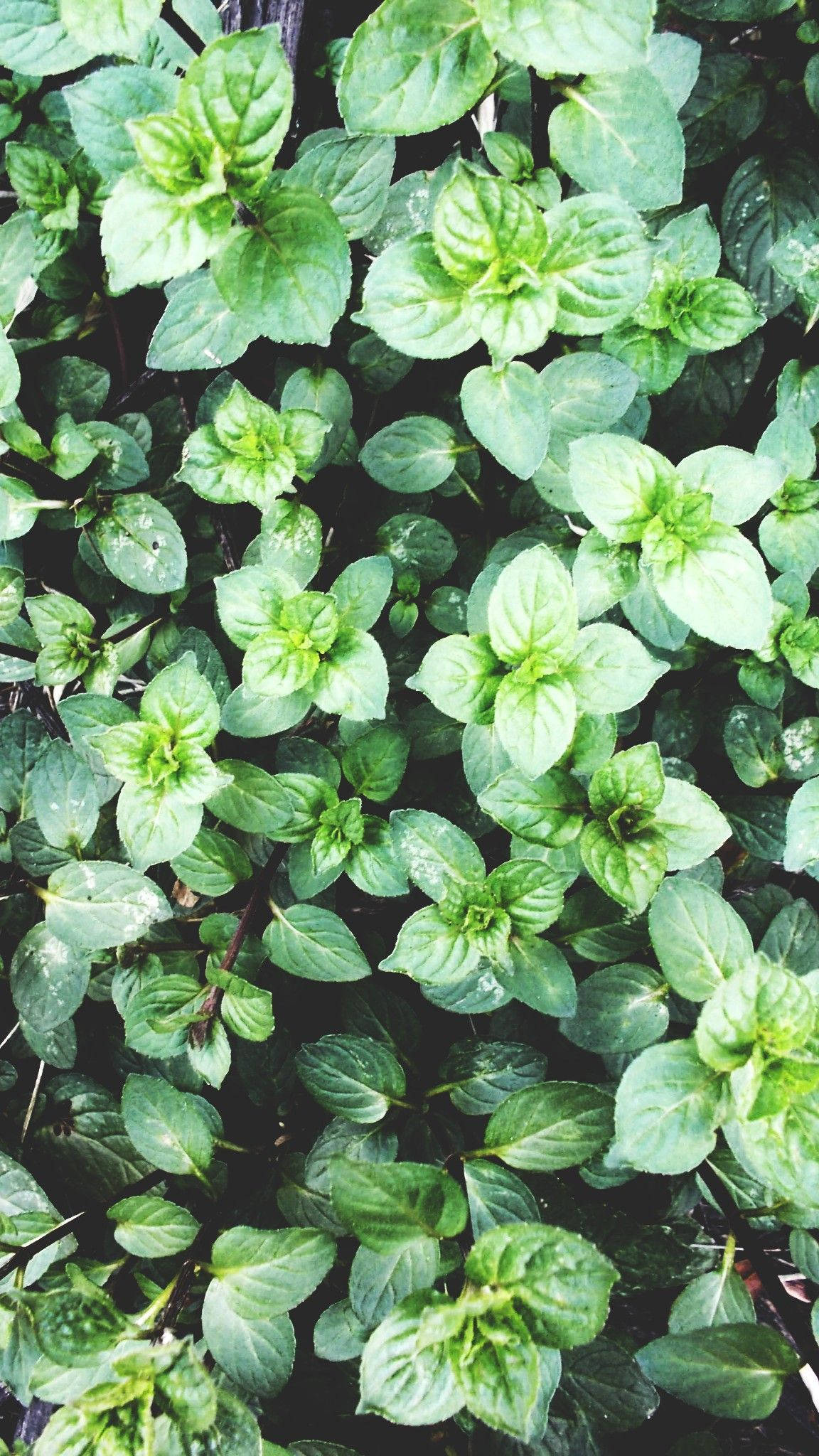 Plant Aesthetic 桌布 壁紙 — 翠綠薄荷葉的特寫，露珠在柔和自然光下閃爍，生機勃勃。