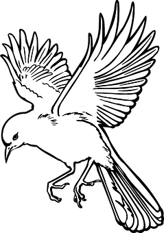 翱翔鳥影 壁紙
