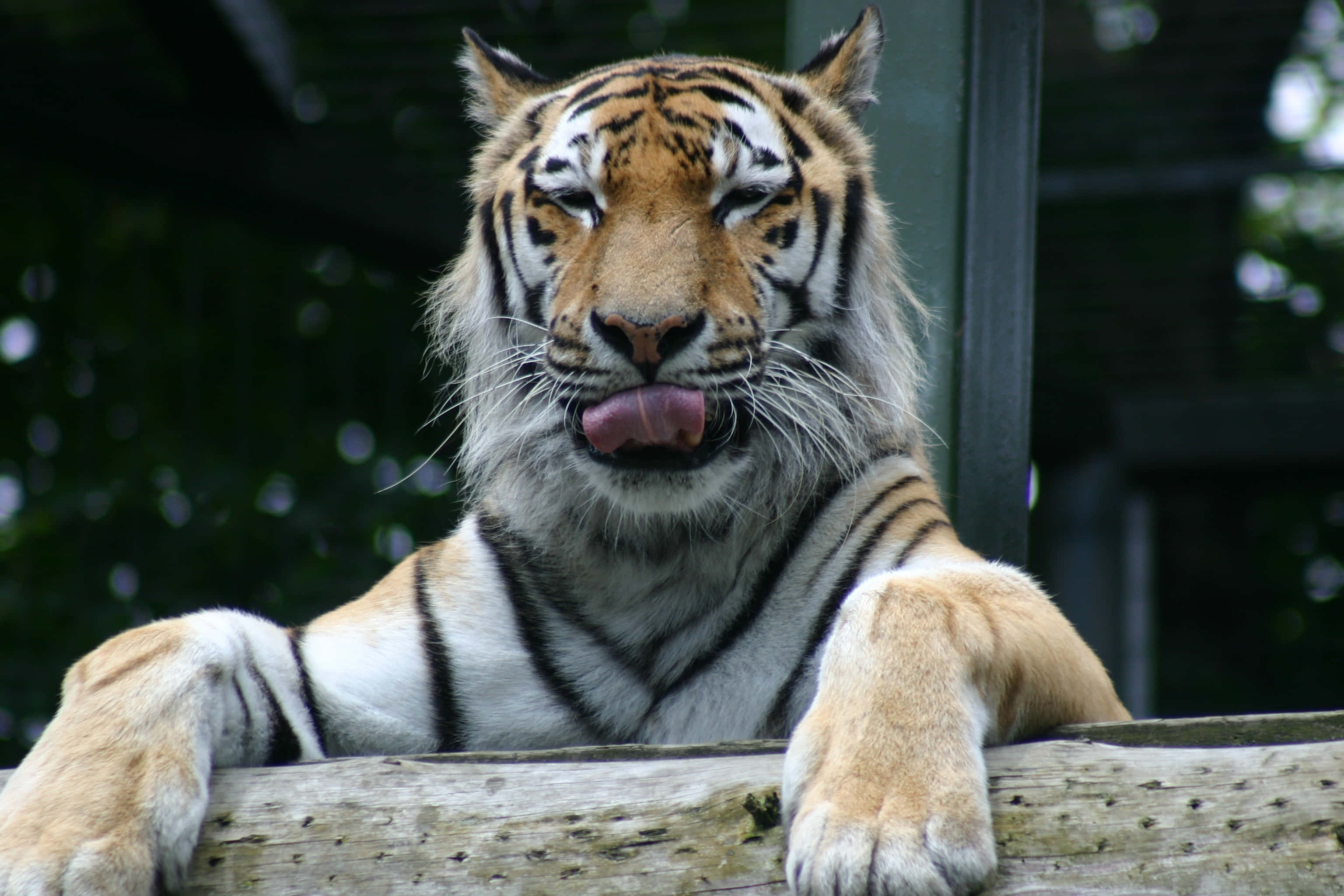 funny animals 桌布 壁紙 — 老虎在模糊的綠色背景下，伸出舌頭在木頭上休息的特寫。