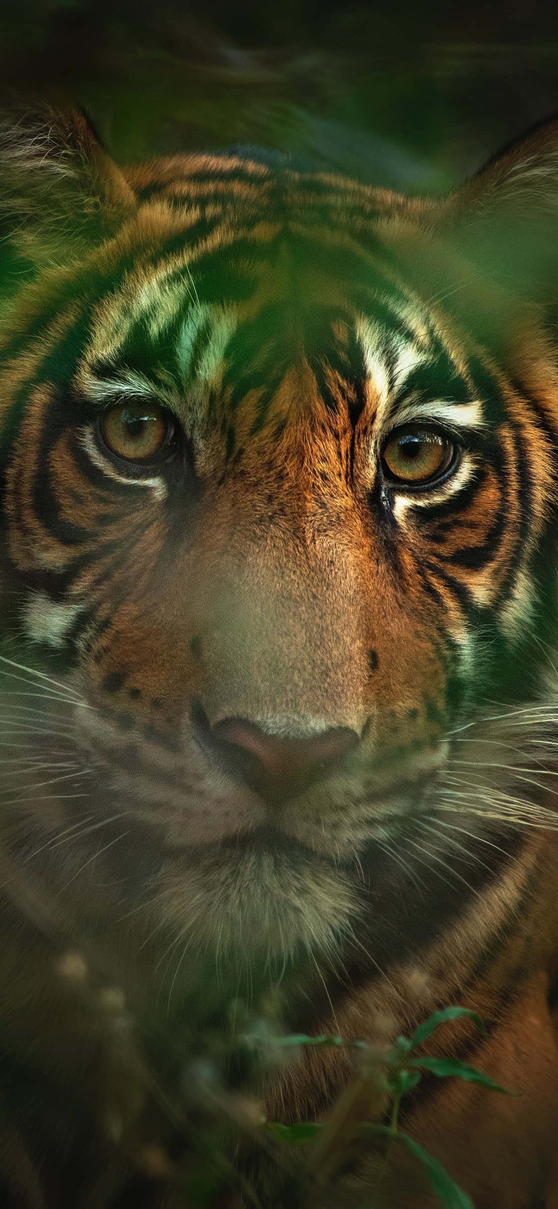 Tiger Phone 桌布 壁紙 — 老虎在霧氣瀰漫的叢林環境中，透過綠色樹葉凝視的特寫鏡頭。