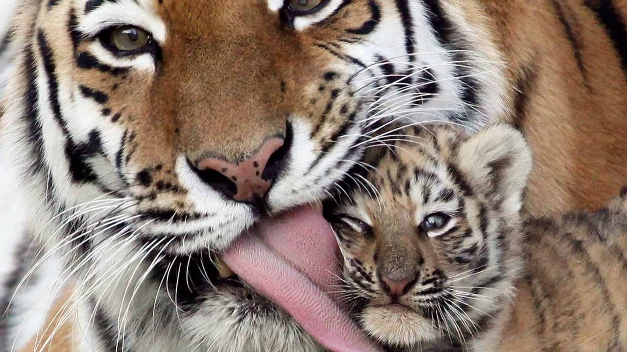 動物 桌布 壁紙 — 老虎媽媽溫柔地舔舐小老虎的臉，展現母愛的一刻。