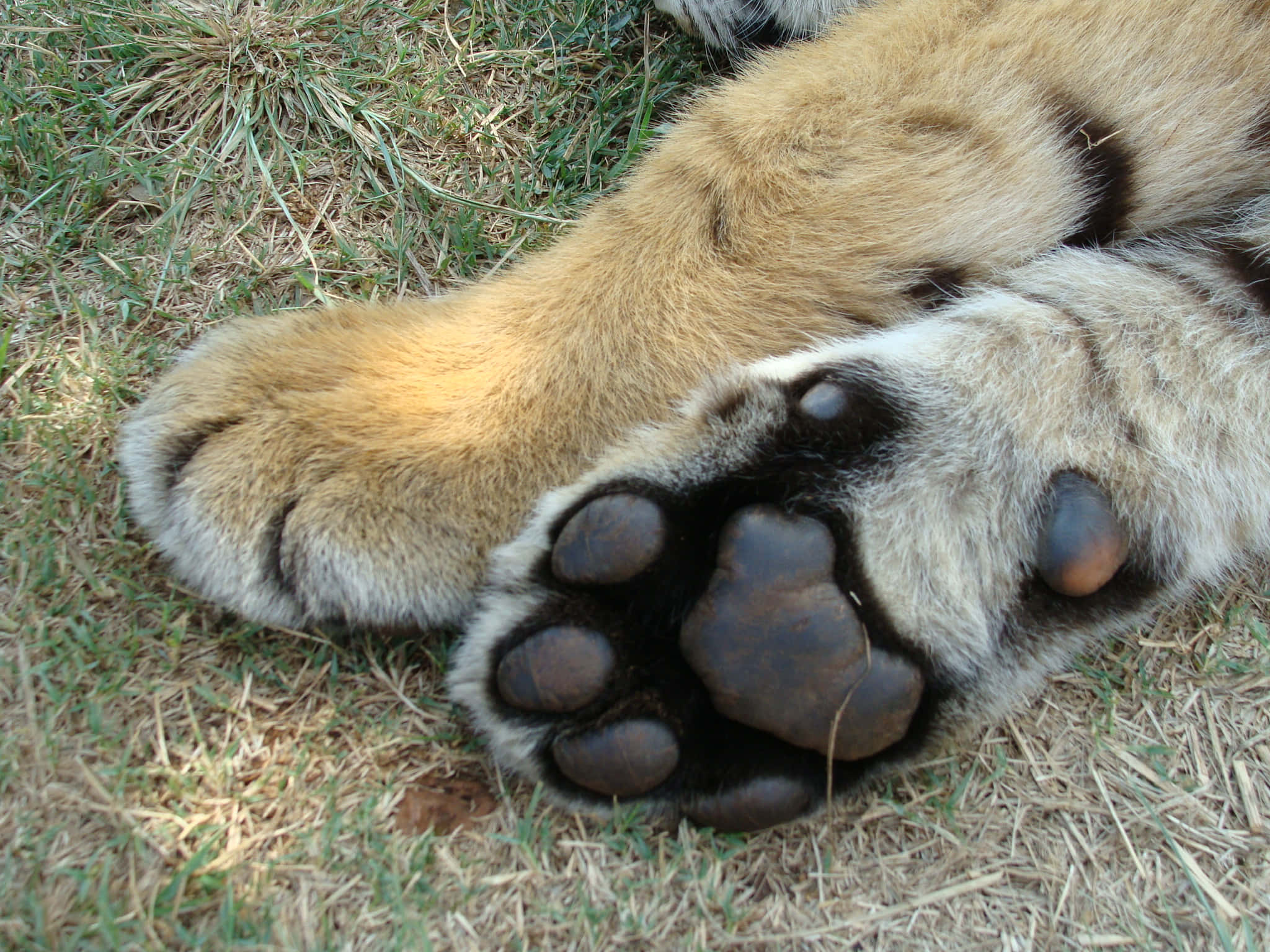 paws 桌布 壁紙 — 老虎巨大腳掌的特寫，黑色肉墊在明亮陽光下擱在乾草上。