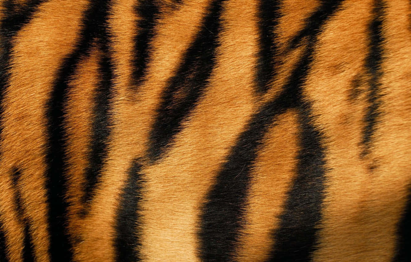 Animal Fur 桌布 壁紙 — 老虎毛皮特寫，在溫暖的橙色背景上顯示大膽的黑色條紋，並可見個別毛髮。