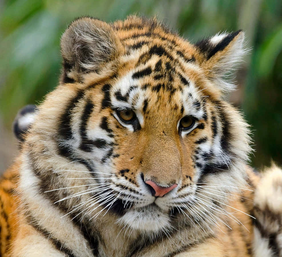 Cute Tiger 桌布 壁紙 — 老虎的近距離特寫，橙色毛髮和黑色條紋，背景是模糊的綠色。