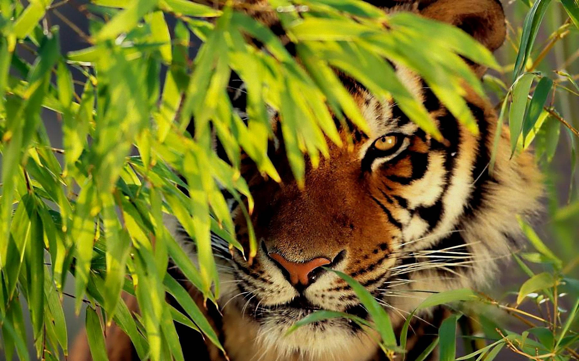  壁紙 — 老虎銳利的目光穿過陽光普照的叢林中鮮綠的竹葉窺視。
