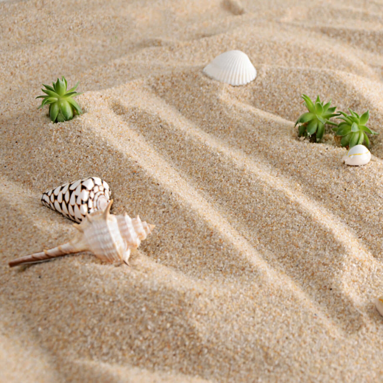 sand 桌布 壁紙 — 耙過的沙紋環抱著貝殼和細小的綠色多肉植物，營造寧靜的海灘景觀。