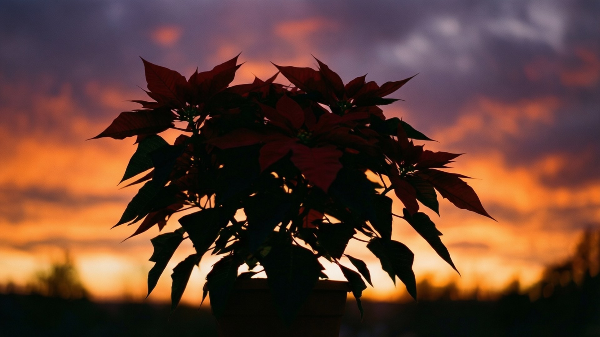 聖誕紅日落剪影 壁紙