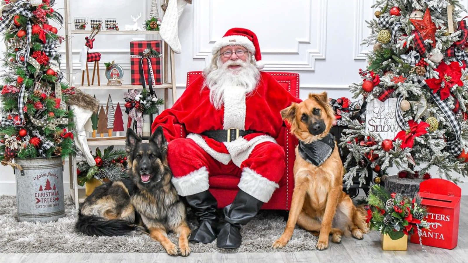 Santa Claus 桌布 壁紙 — 聖誕老人坐在紅色椅子上，兩旁有兩隻德國牧羊犬，周圍是節日聖誕裝飾和樹木。