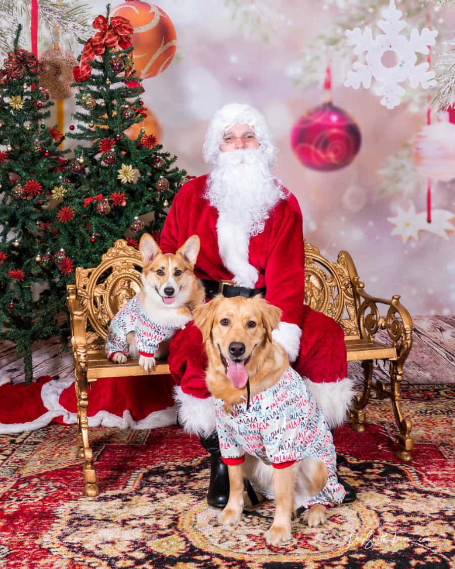 Santa Claus 桌布 壁紙 — 聖誕老人坐在金色寶座上，旁邊有兩隻穿著相配睡衣的節日狗，旁邊是裝飾好的聖誕樹。
