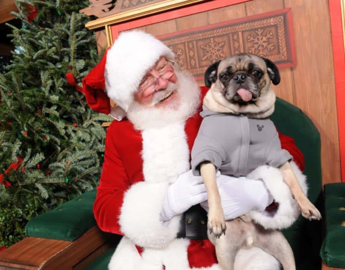Santa Claus 桌布 壁紙 — 聖誕老人微笑著，抱著一隻穿著灰色連帽衫的哈巴狗，旁邊是裝飾好的聖誕樹。