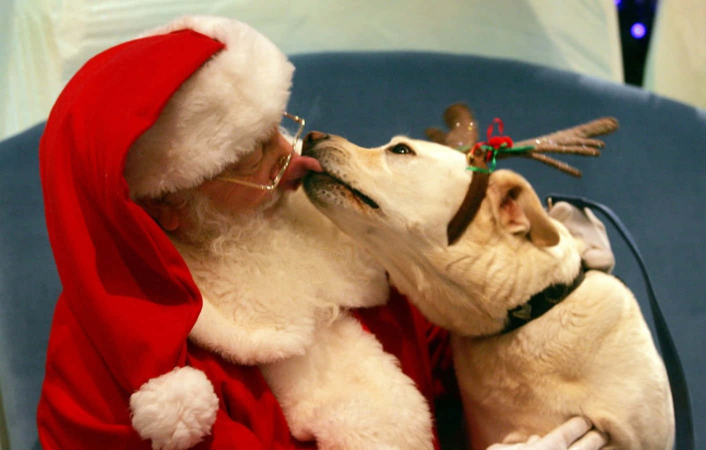 Santa Claus 桌布 壁紙 — 聖誕老人深情地親吻一隻戴著馴鹿角的淺色狗，牠們在一張藍色沙發上。