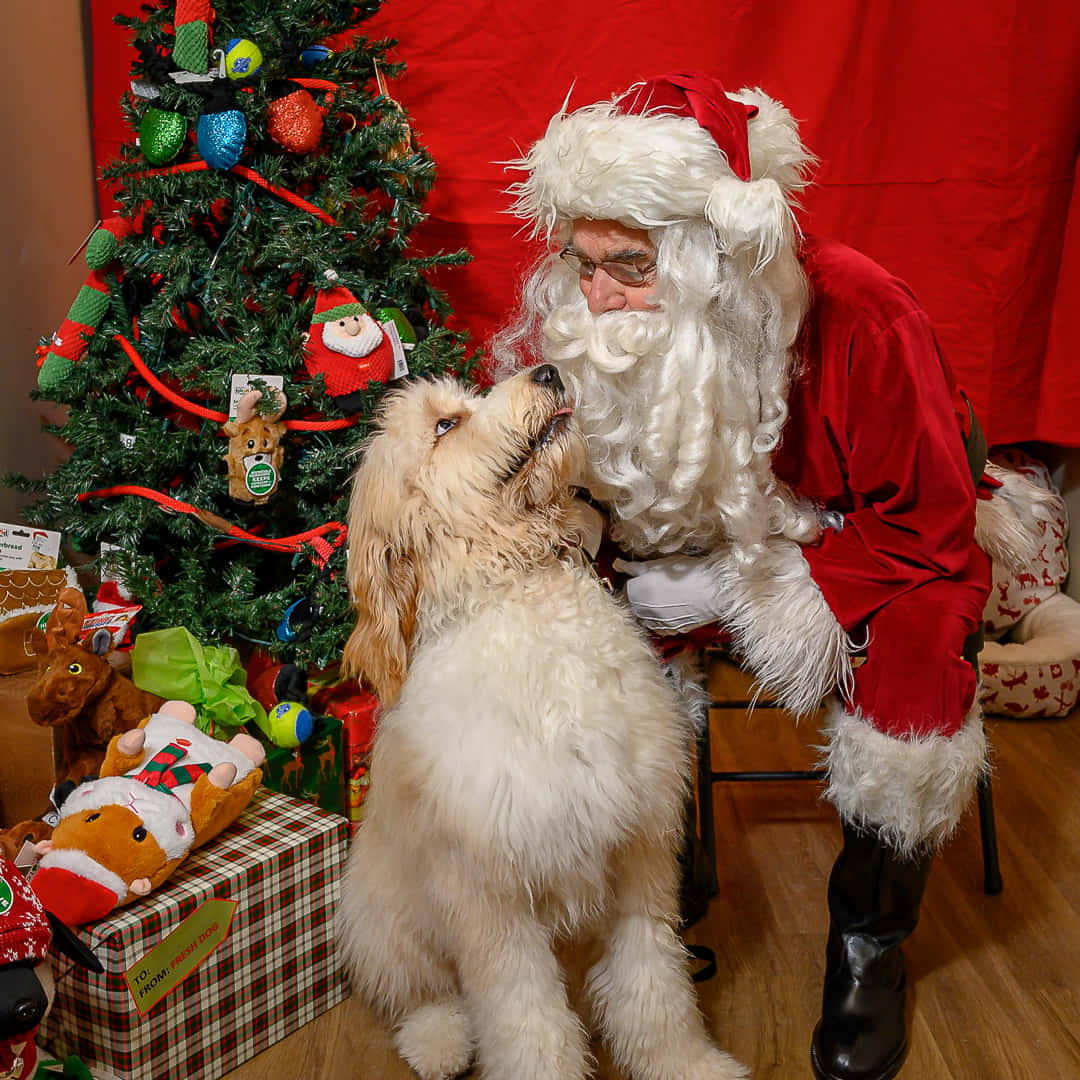 Santa Claus 桌布 壁紙 — 聖誕老人跪在一隻毛茸茸的白狗旁邊，靠近一棵裝飾著禮物和毛絨玩具的聖誕樹。