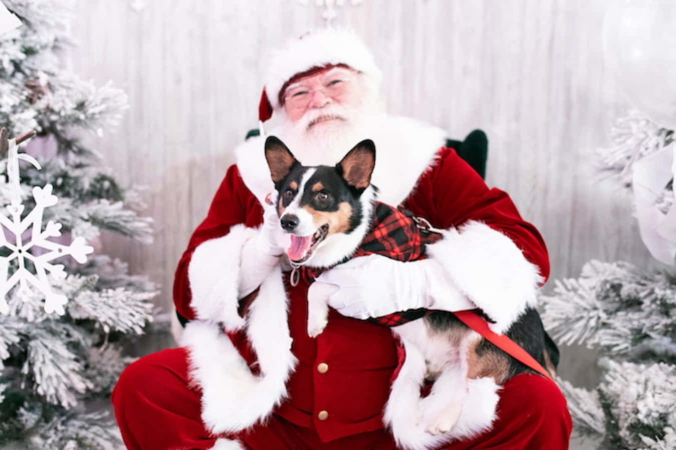 Santa Claus 桌布 壁紙 — 聖誕老人身穿紅色西裝，抱著一隻快樂的三色狗，狗穿著格子背心，背景是雪覆蓋的冷杉樹和白色雪花裝飾。