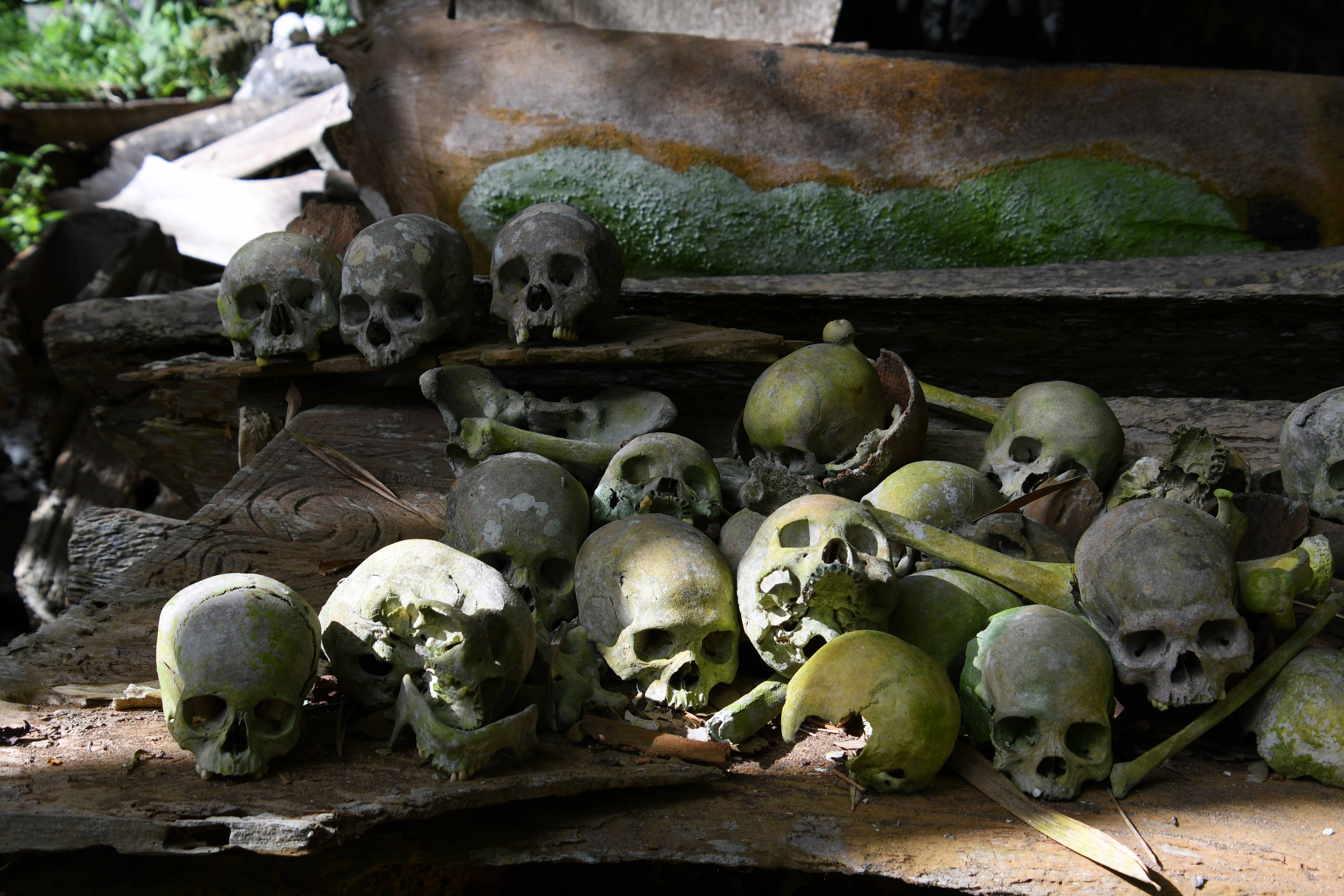 skulls 桌布 壁紙 — 腐爛的頭骨和骨頭躺在長滿苔蘚的木板上，位於陰暗、雜草叢生的戶外神龕中。