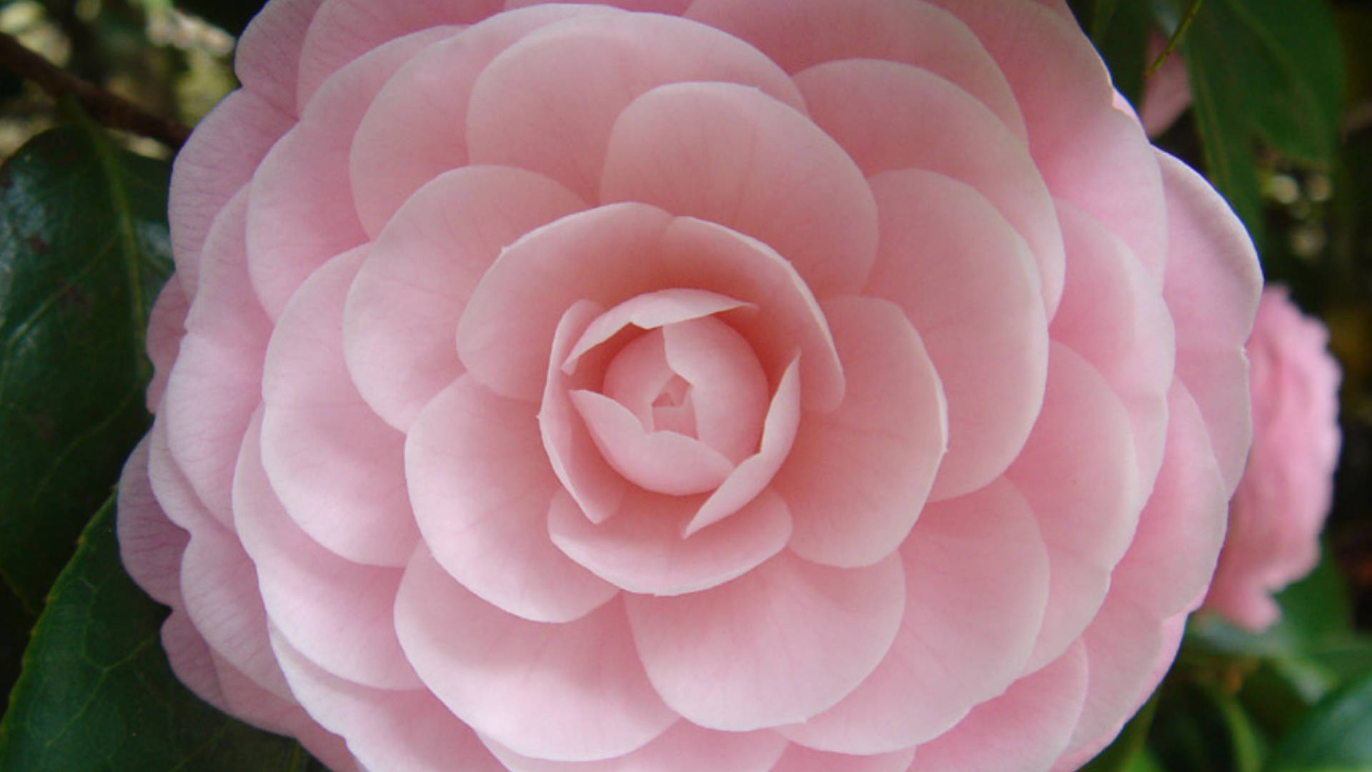 Camellia 桌布 壁紙 — 自然光下，一朵柔粉色山茶花的特寫，花瓣層層疊疊，葉片深綠。