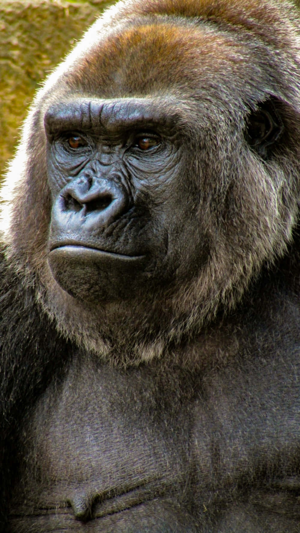 動物 桌布 壁紙 — 自然光下，一隻擁有強烈眼神和紋理毛髮的大猩猩特寫肖像。