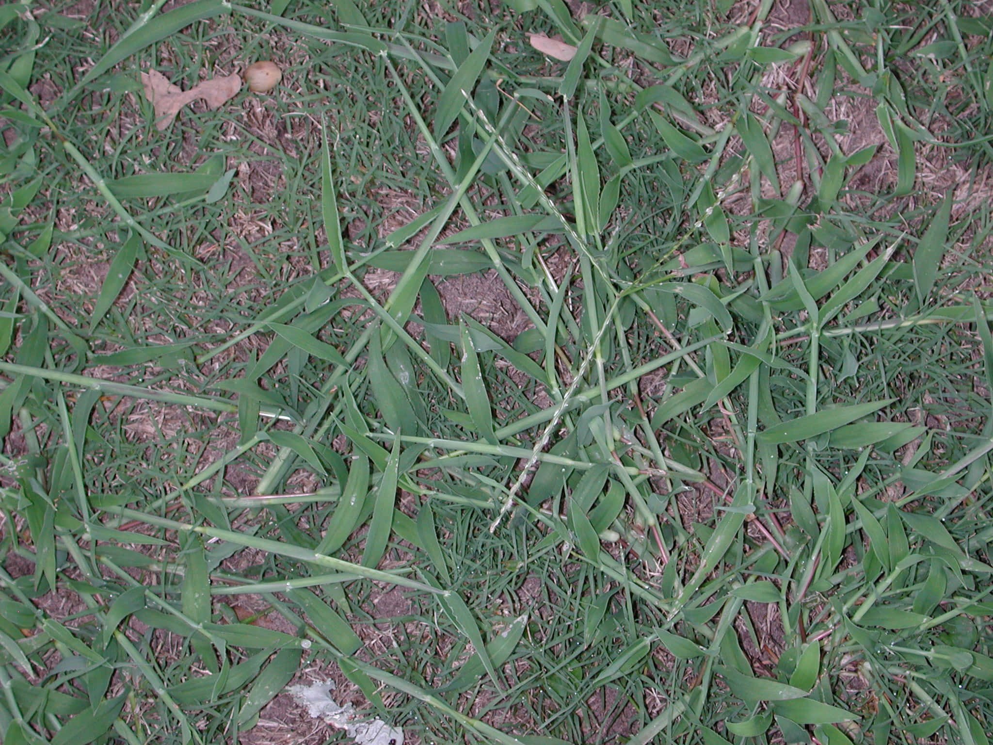 Grass 桌布 壁紙 — 自然光下，鮮綠色草葉的特寫，散落著乾葉和泥土斑塊。