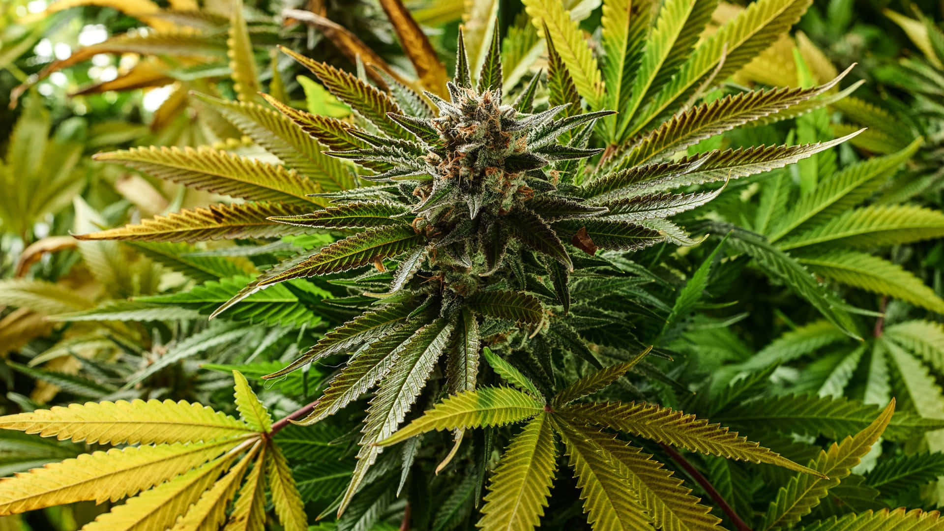 Plant 桌布 壁紙 — 自然光下成熟大麻植物的特寫，帶有密集的花蕾和鋸齒狀的綠葉。