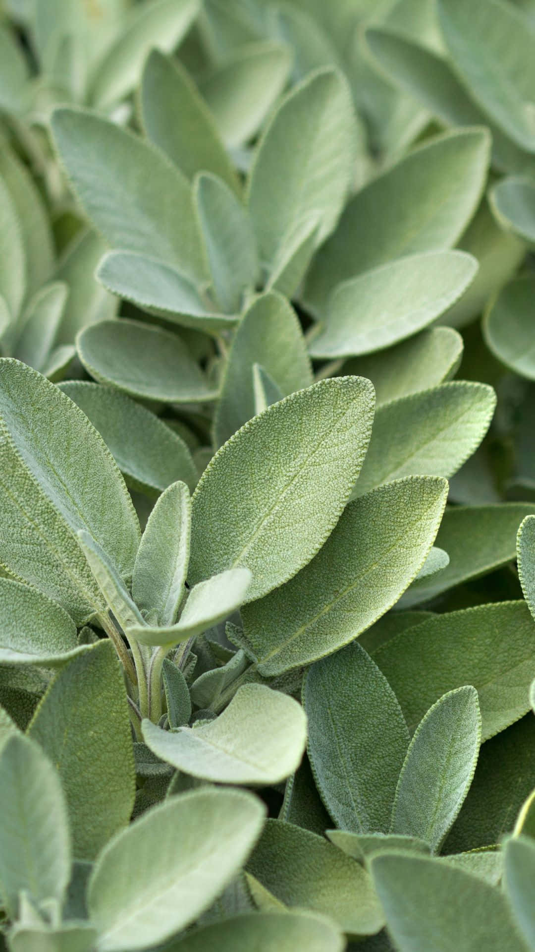 Aesthetic Sage Green 桌布 壁紙 — 自然光下柔軟銀灰色鼠尾草葉的特寫，具有紋理表面和柔和的綠色漸變。