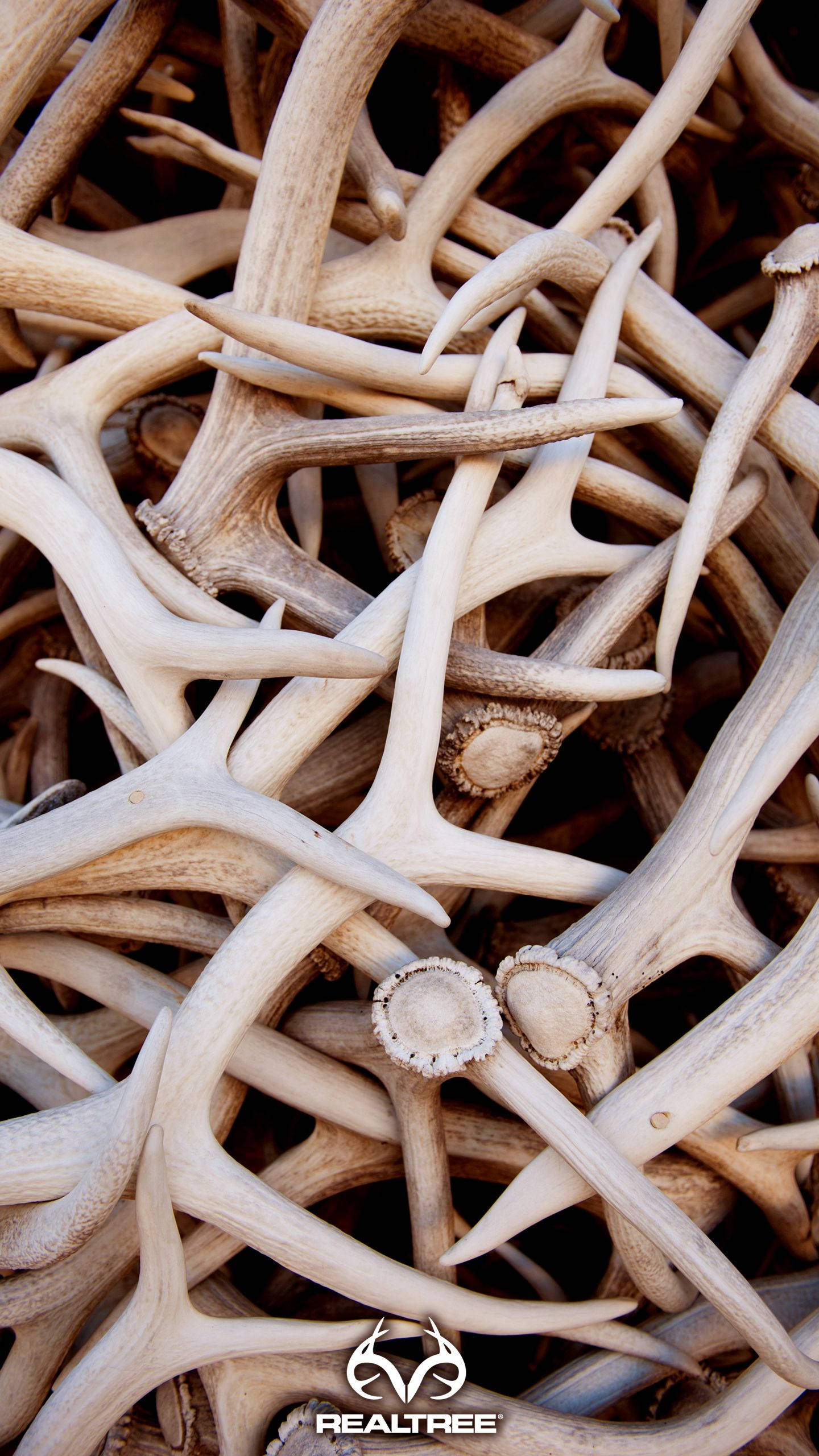 bones 桌布 壁紙 — 自然米色和棕色調中交織的白尾鹿角的密集特寫。