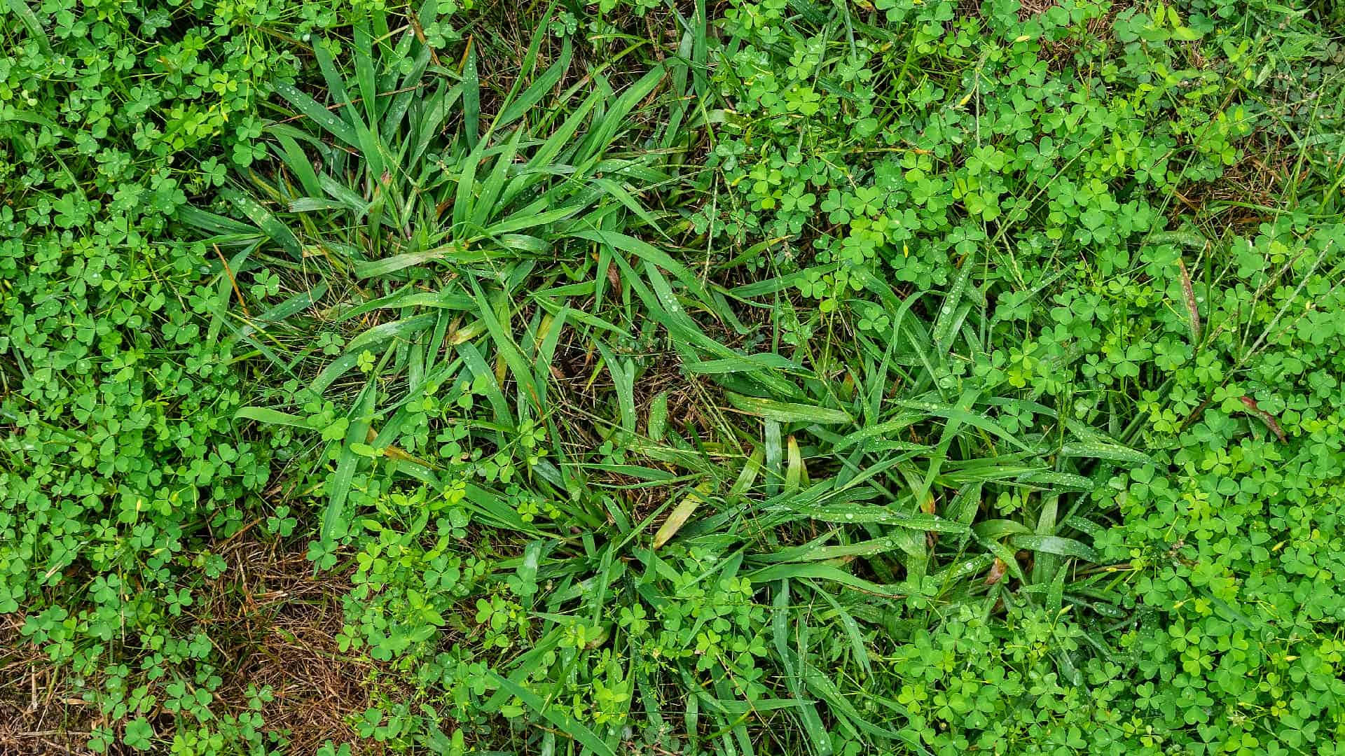 Grass 桌布 壁紙 — 自然草地上充滿活力的綠色草葉和三葉草葉的特寫，點綴著露珠。