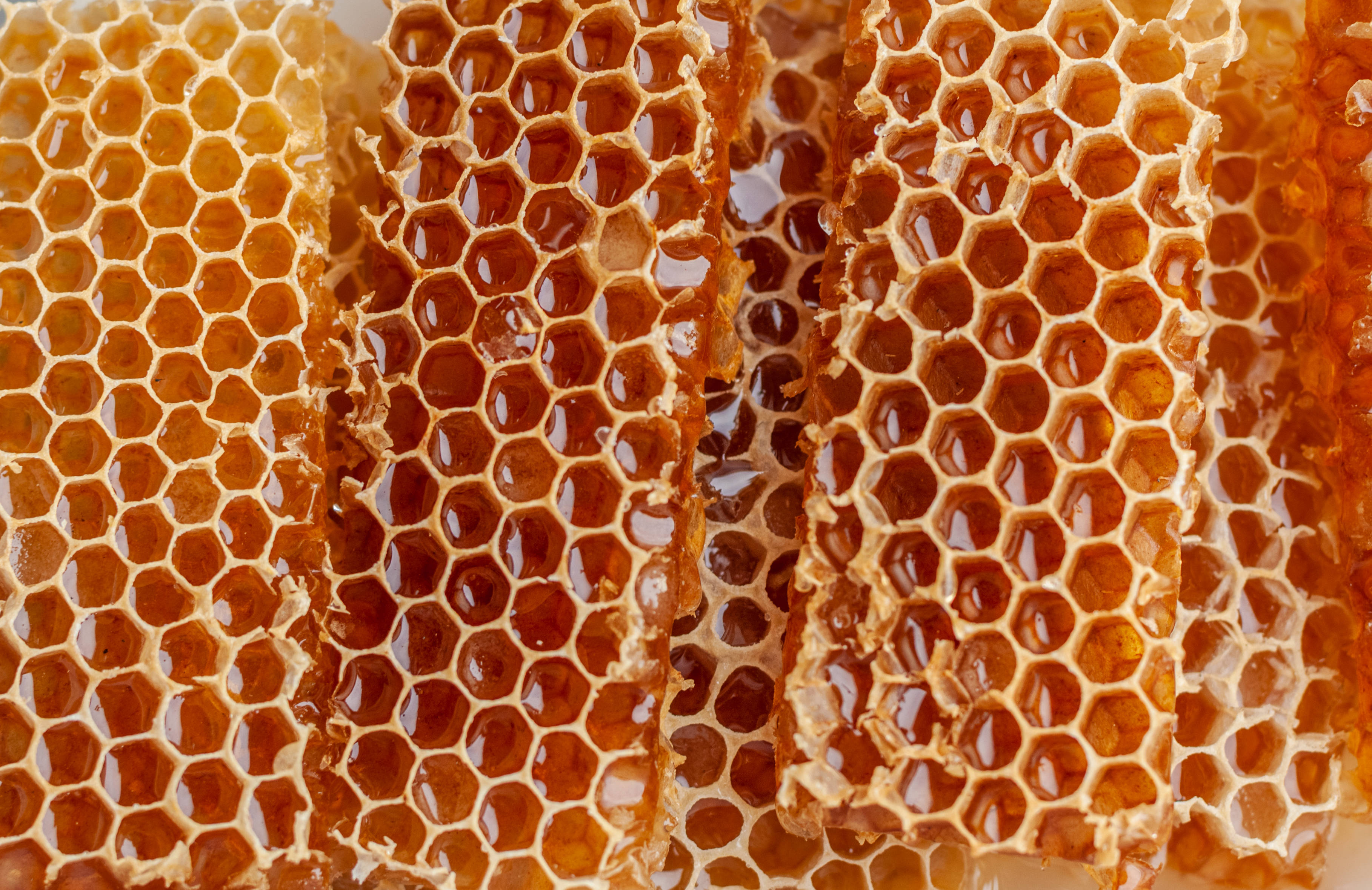 honey 桌布 壁紙 — 自然蜂巢中六角形蜂蠟細胞填滿閃閃發光的琥珀色蜂蜜的特寫。