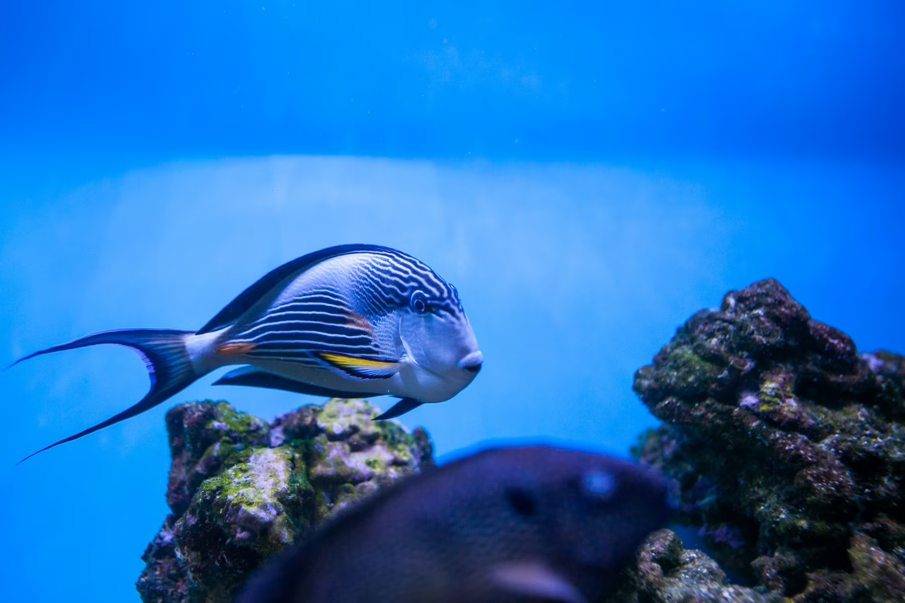 舒緩水族箱熱帶魚景觀 壁紙