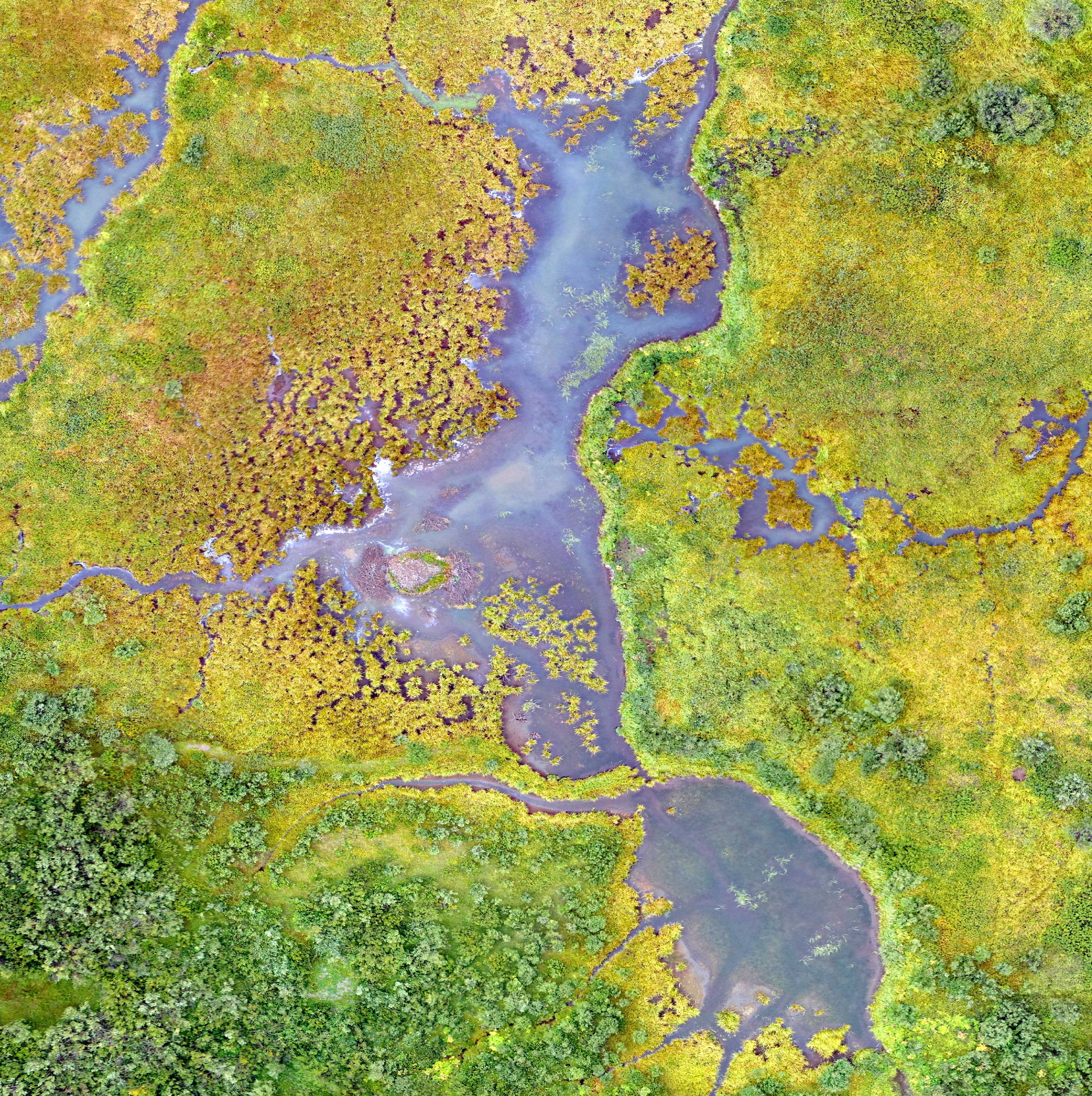 images 桌布 壁紙 — 航拍蜿蜒水道穿過充滿活力的綠色和黃色沼澤地，散落著紫色花朵。