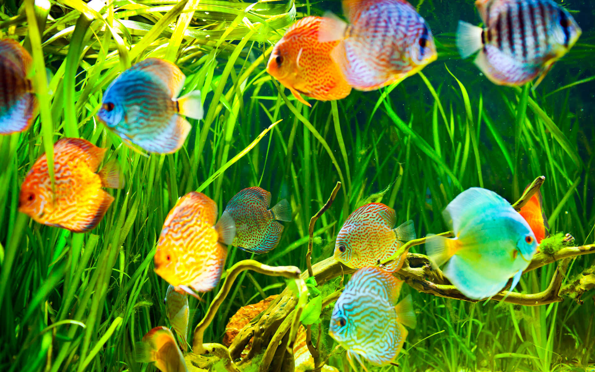 3d Fish 桌布 壁紙 — 色彩斑斕的七彩神仙魚在陽光照射的水族箱中，於茂盛的綠色水生植物間優雅地游動。
