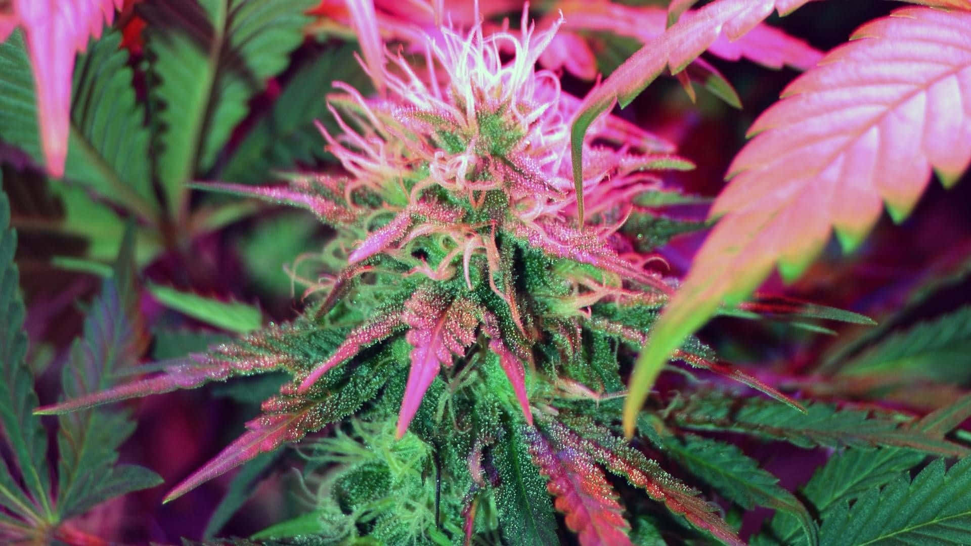 Plant 桌布 壁紙 — 色彩繽紛燈光下，帶有粉紅色毛狀體和綠色葉子的鮮豔大麻花蕾特寫。