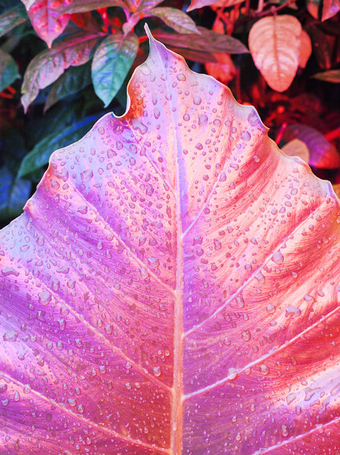 粉紅色 桌布 壁紙 — 色彩繽紛環境光下閃爍水珠的鮮豔粉紅葉片特寫。